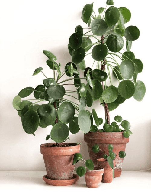 10 Plant Mistakes You Might Be Making 1 Pilea Peperomioides
