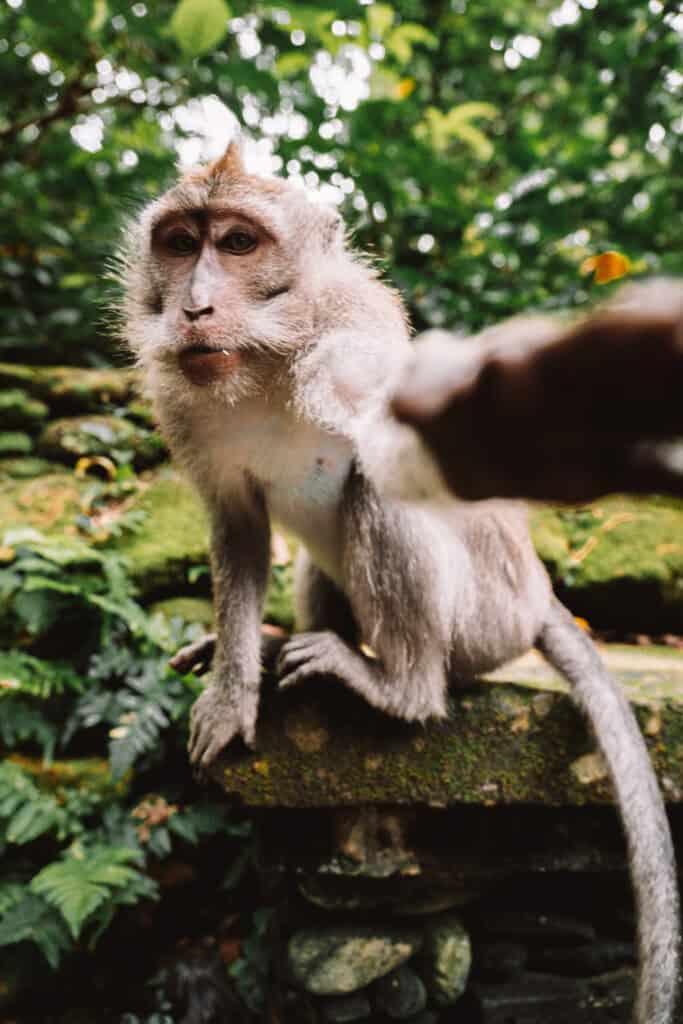 17 Things To Do In Ubud, Where To Eat, Where To Stay In Bali'S Cultural Heart