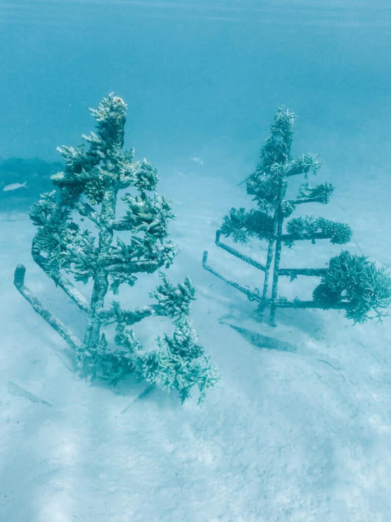 Four Seasons Bora Bora Lagoon, Private Beach Under Water Coral Garden