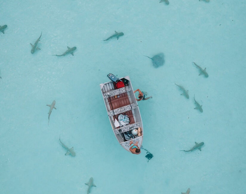 Shark Point In Moorea, French Polynesia