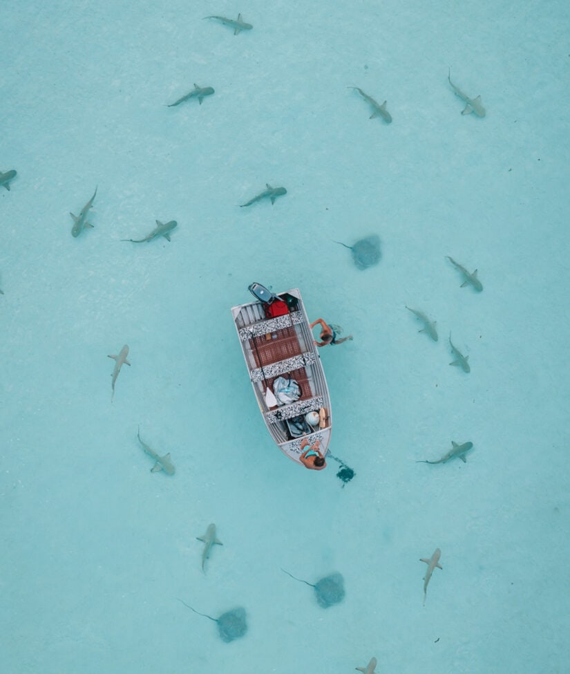 Shark Point In Moorea, French Polynesia