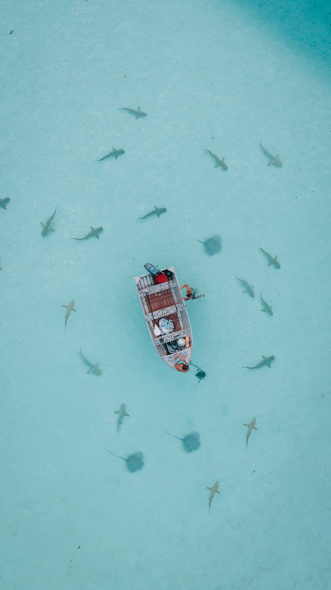 2 Week French Polynesia Itinerary, Everything You Need To Know 1 Shark Point In Moorea, French Polynesia