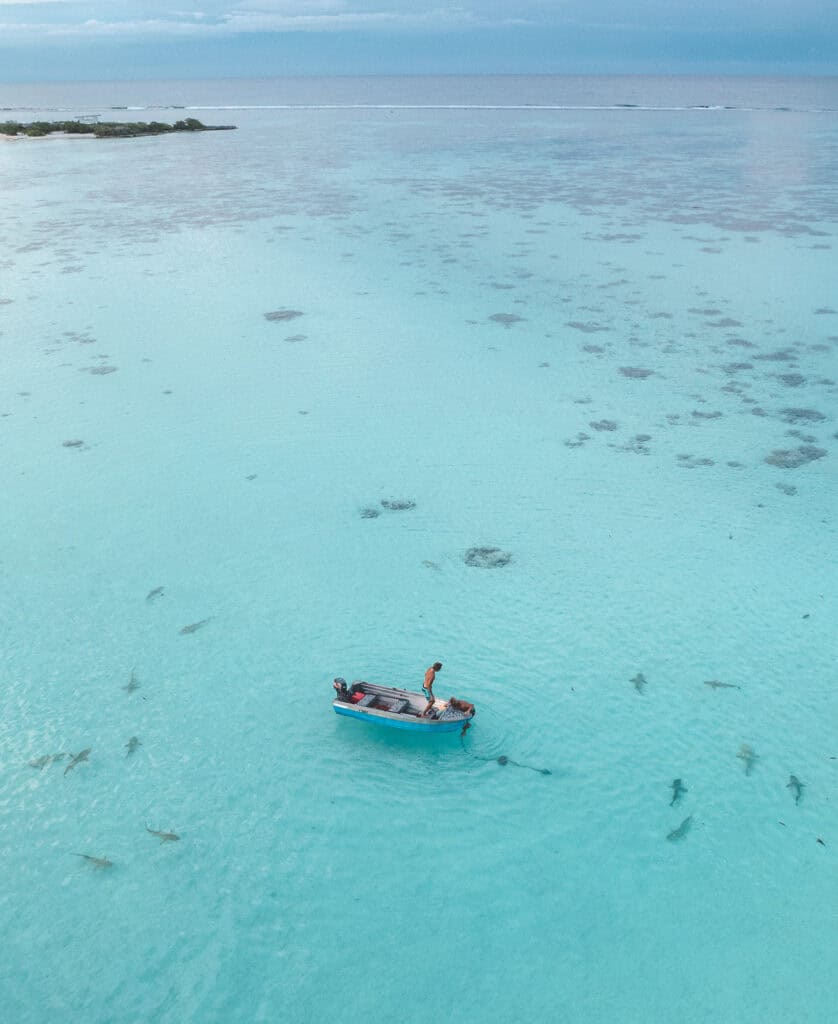 Drone Photography Sharks In Moorea French Polynesia