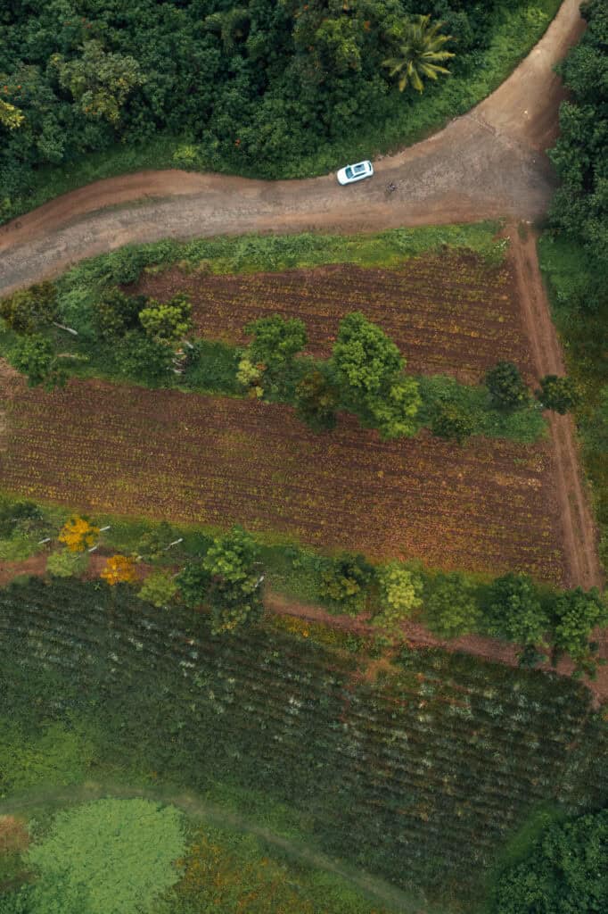 Pineapple Plantation In Moorea Drone Photo