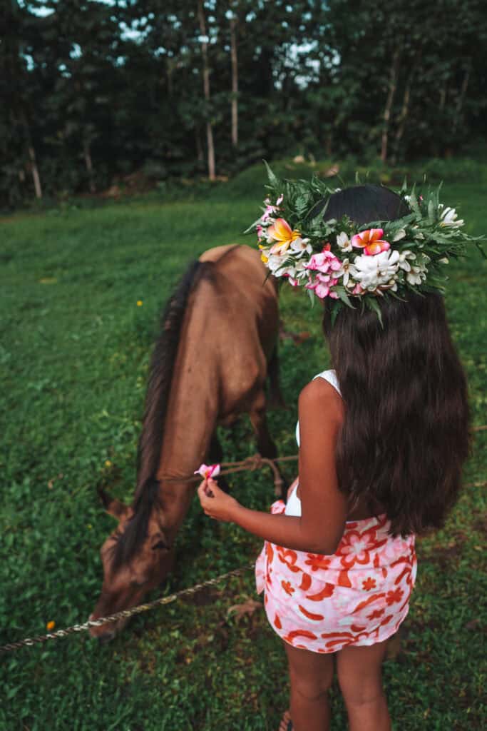 Wild Horses In Moorea