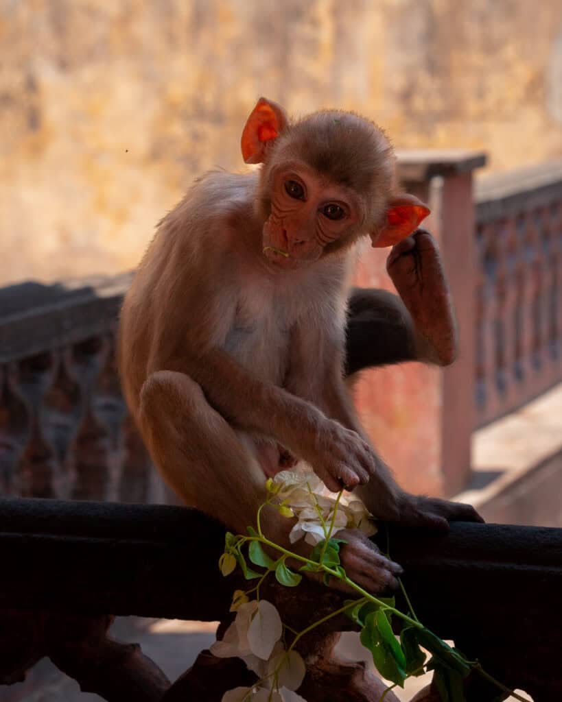 Monkey Temple Jaipur