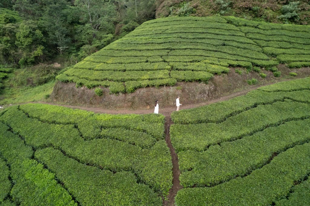 Tea plantation in Kerala