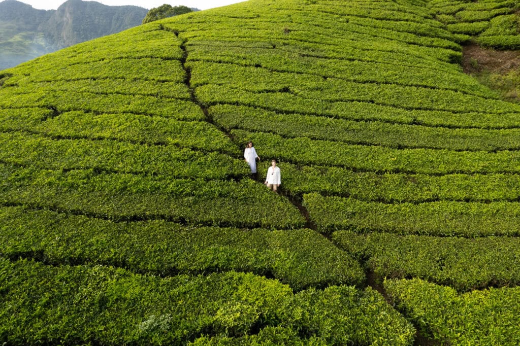 Tea plantation in Kerala drone photos