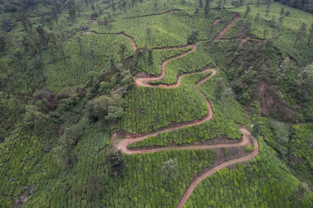 Tea plantation in Kerala