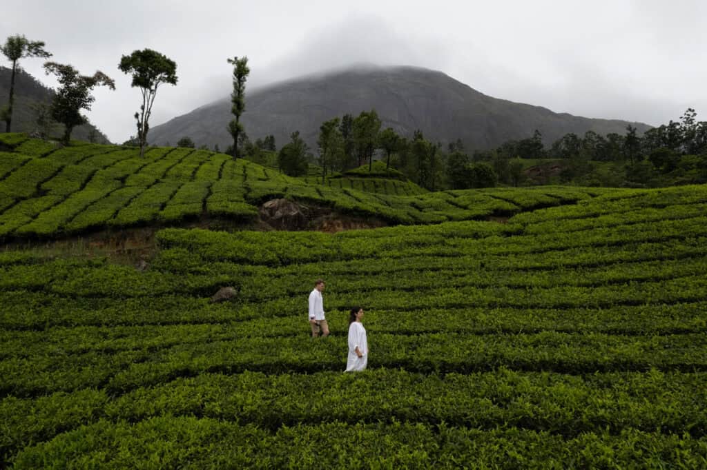 Tea plantation in Kerala