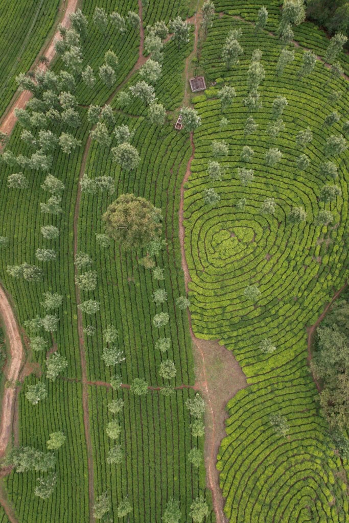 Drone photography of the tea plantation in Kerala