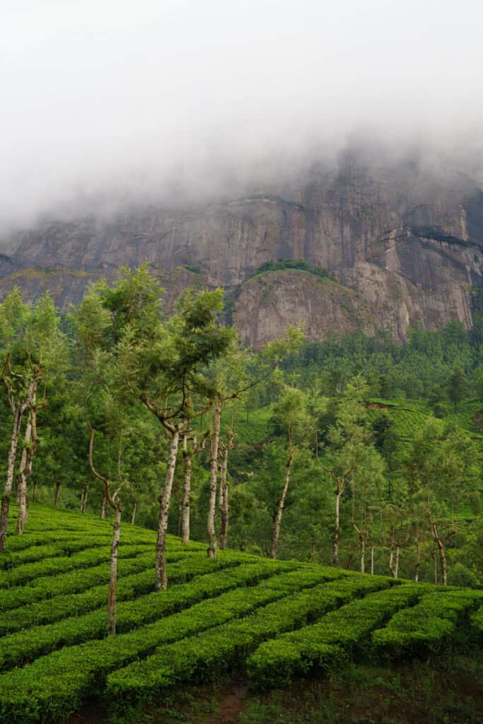 Visit a tea plantation in Kerala, India