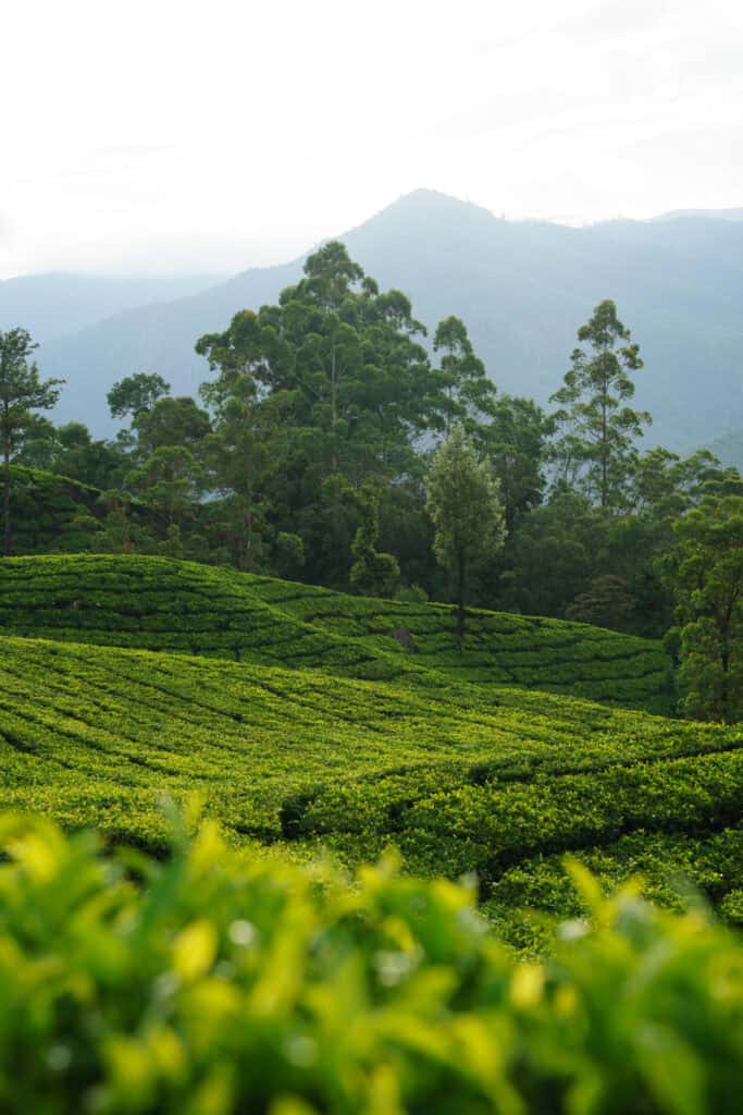 Tea plantations in kerala