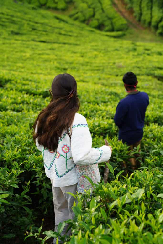 Visit a tea plantation in Kerala, India