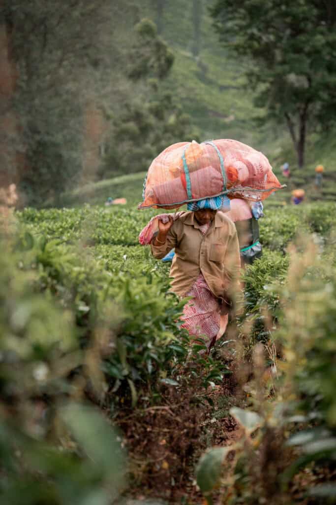 Tea plantation in kerala day trip