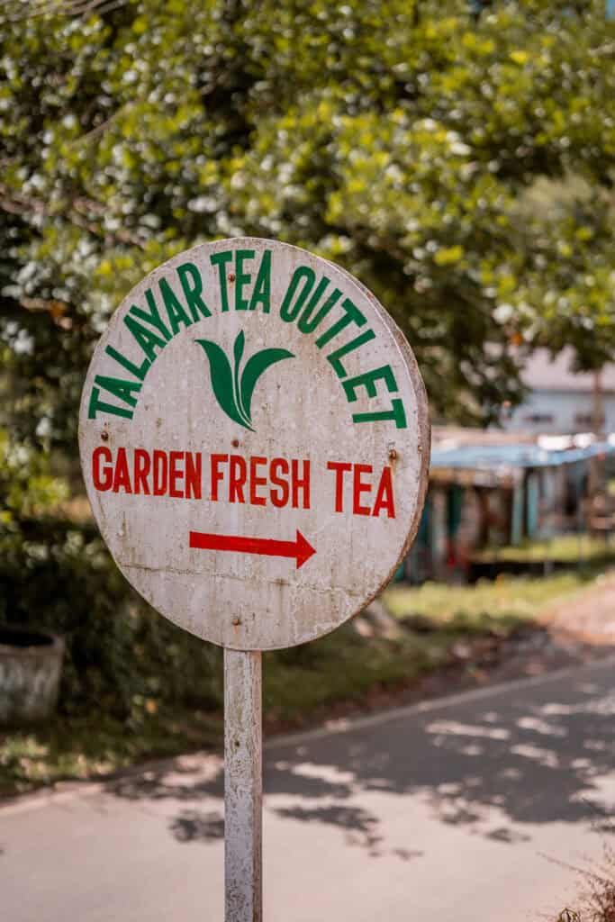 Tea plantation kerala