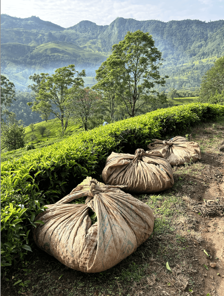 Visit a tea plantation in Kerala, India